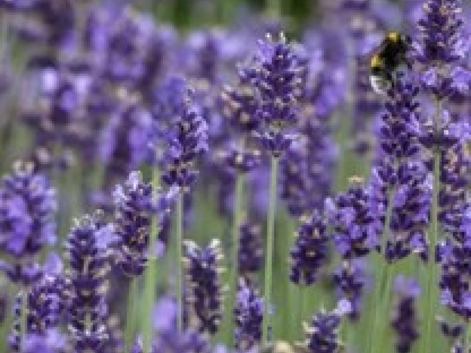 Lavendel